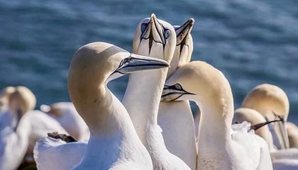 开云官网APP下载-中国高尔夫小将美巡赛首轮并列领先，高尔夫美巡赛中国选手