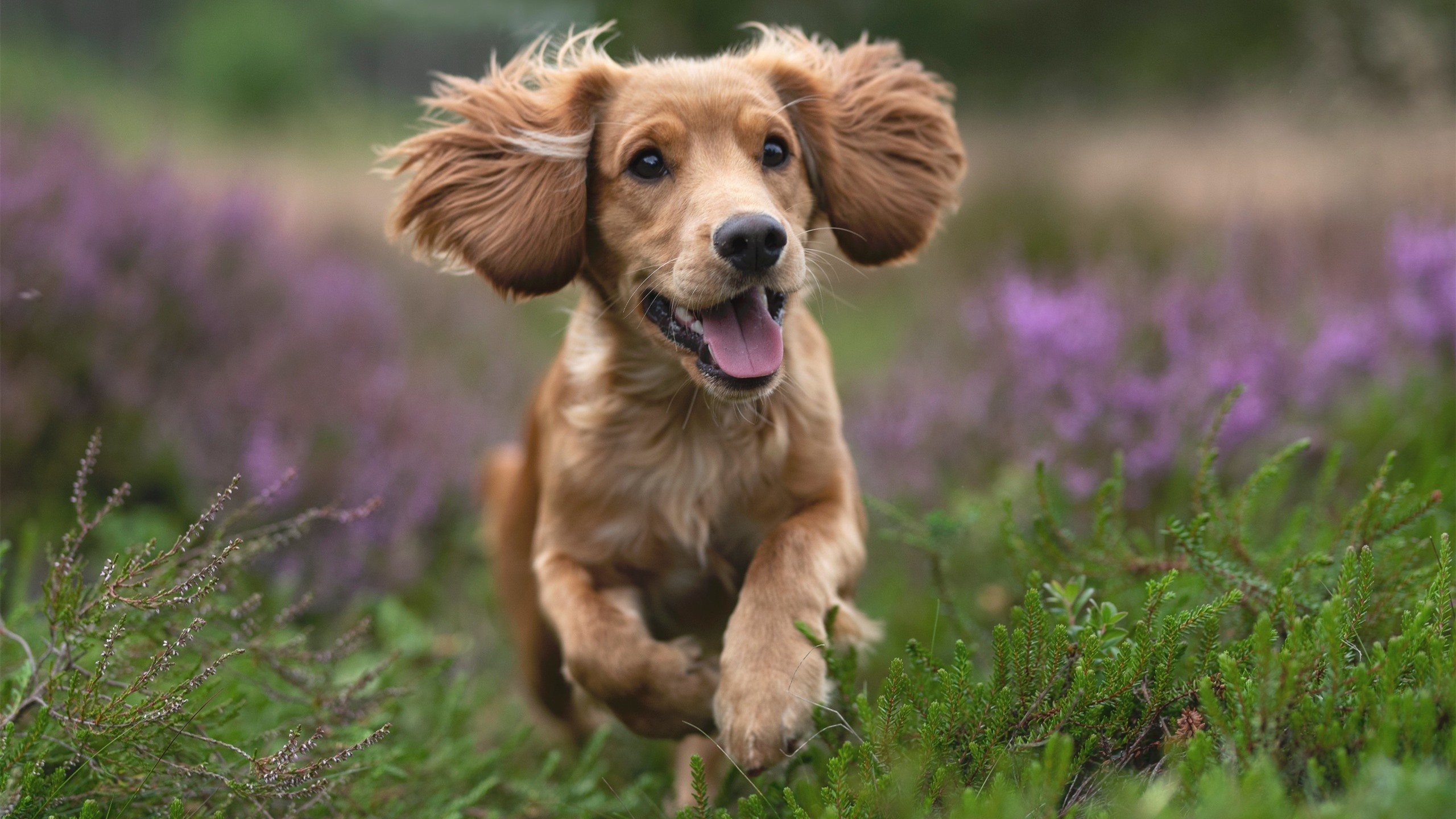 开云入口-AC米兰中场新星崭露头角，未来可期，ac米兰中场名宿