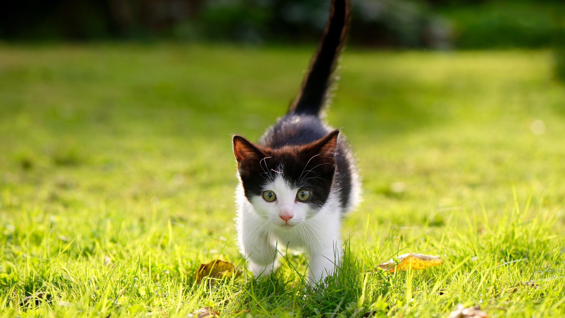 开云网站-_双打组合默契配合，激战四强_，双打战术