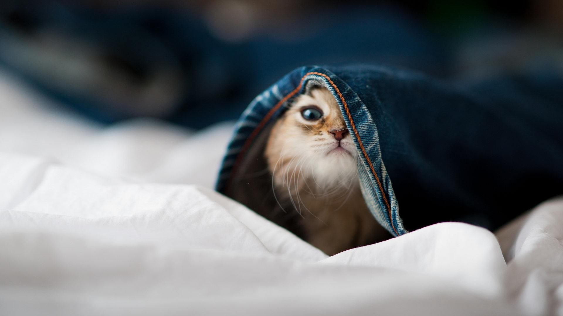 开云kaiyun-_全民冰雕跑：冬日冰雪运动新体验_，全民参与冰雪运动