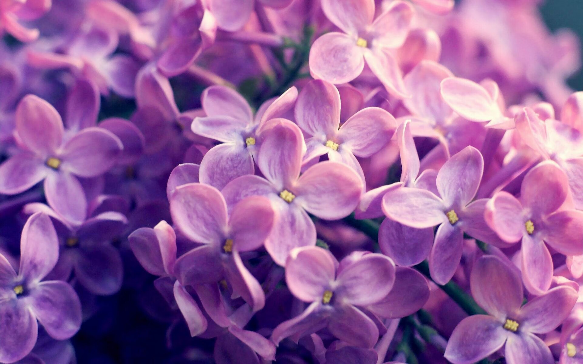 开云官网APP下载-_湖人队士气高昂，誓冲季后赛_，看一下湖人队