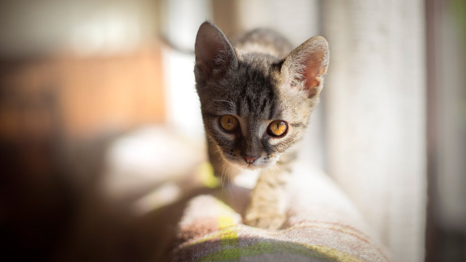 开云体育网页版入口-_绿色赛事：倡导环保理念，绿色场地亮相_，绿色环保色彩场景