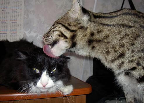 _雄鹿字母哥三双带队大胜_,雄鹿字母哥上场吗