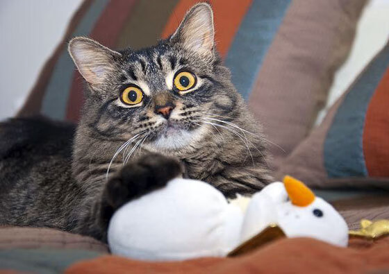 开云kaiyun-传奇教练的“战术秘籍”：他们的思想如何影响新一代？，教练传奇下载