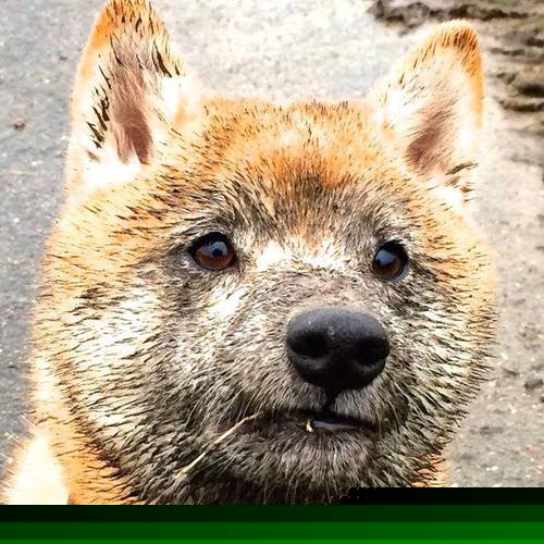 KAIYUNAPP-关键一投：决定比赛胜负的压哨投篮，压哨进球