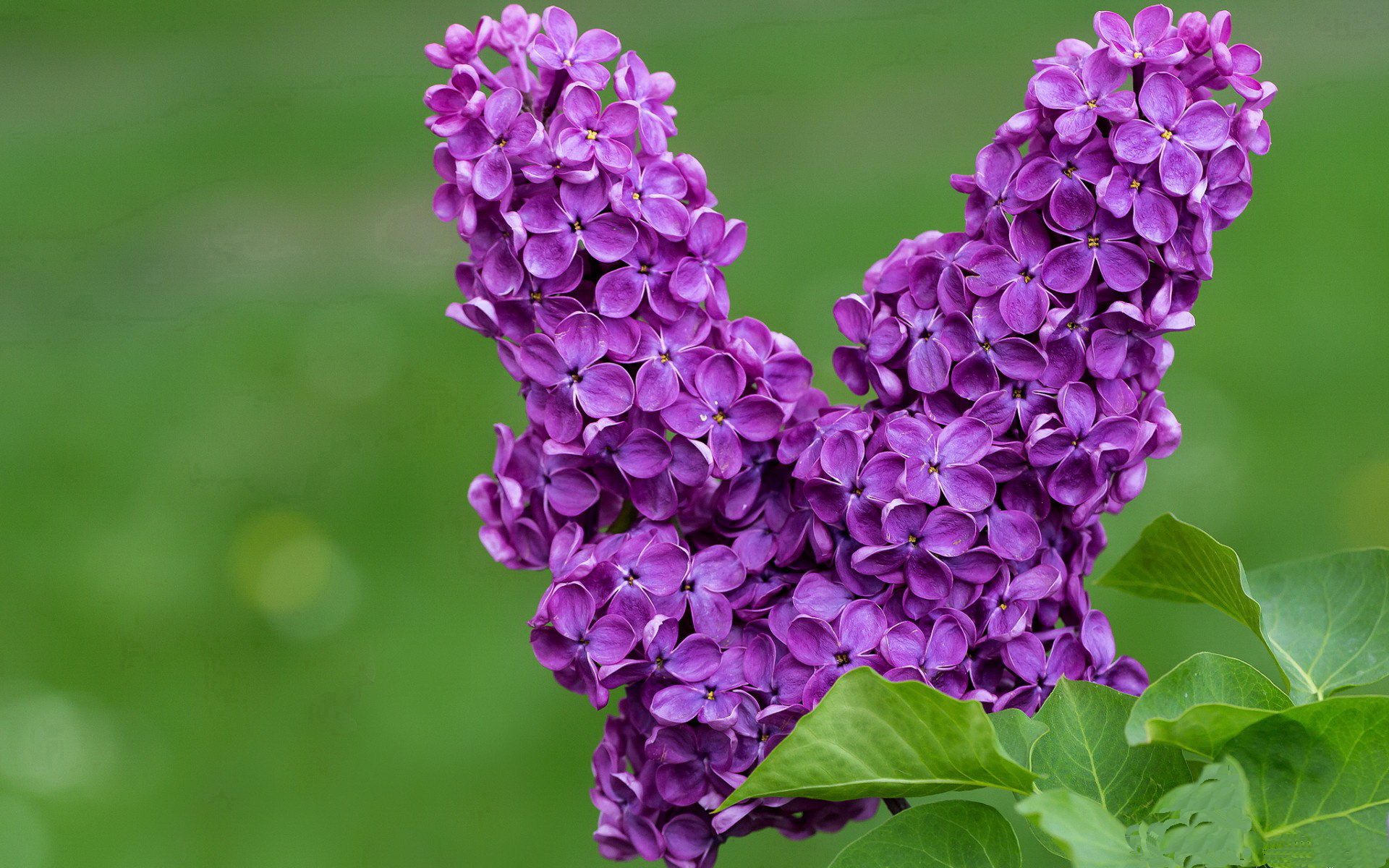 开云网页版登录入口-哈兰德持续火热，英超攻城拔寨，已破纪录数次，哈兰德联赛进球