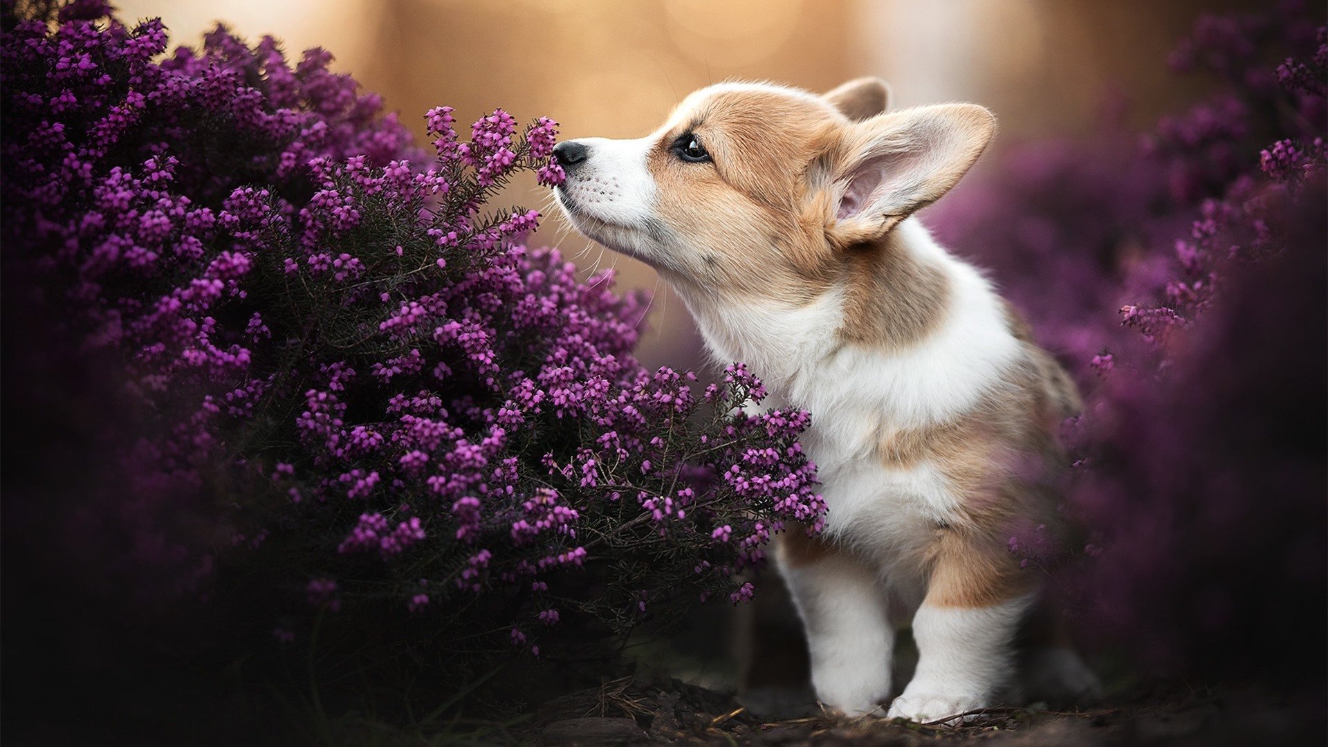 开云·Kaiyun网页版-塞内加尔男足在巴黎奥运会上获得银牌，创历史，塞内加尔国足