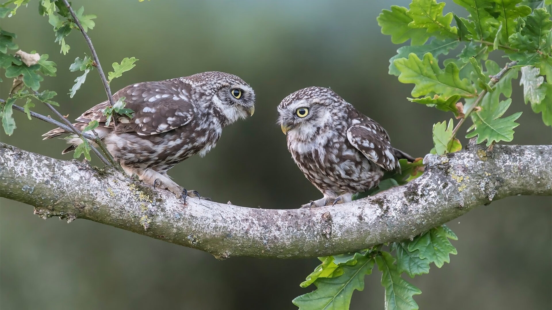 开云首页登录-墨西哥马术协会举办国际马术科技大会，推动行业技术交流与合作。