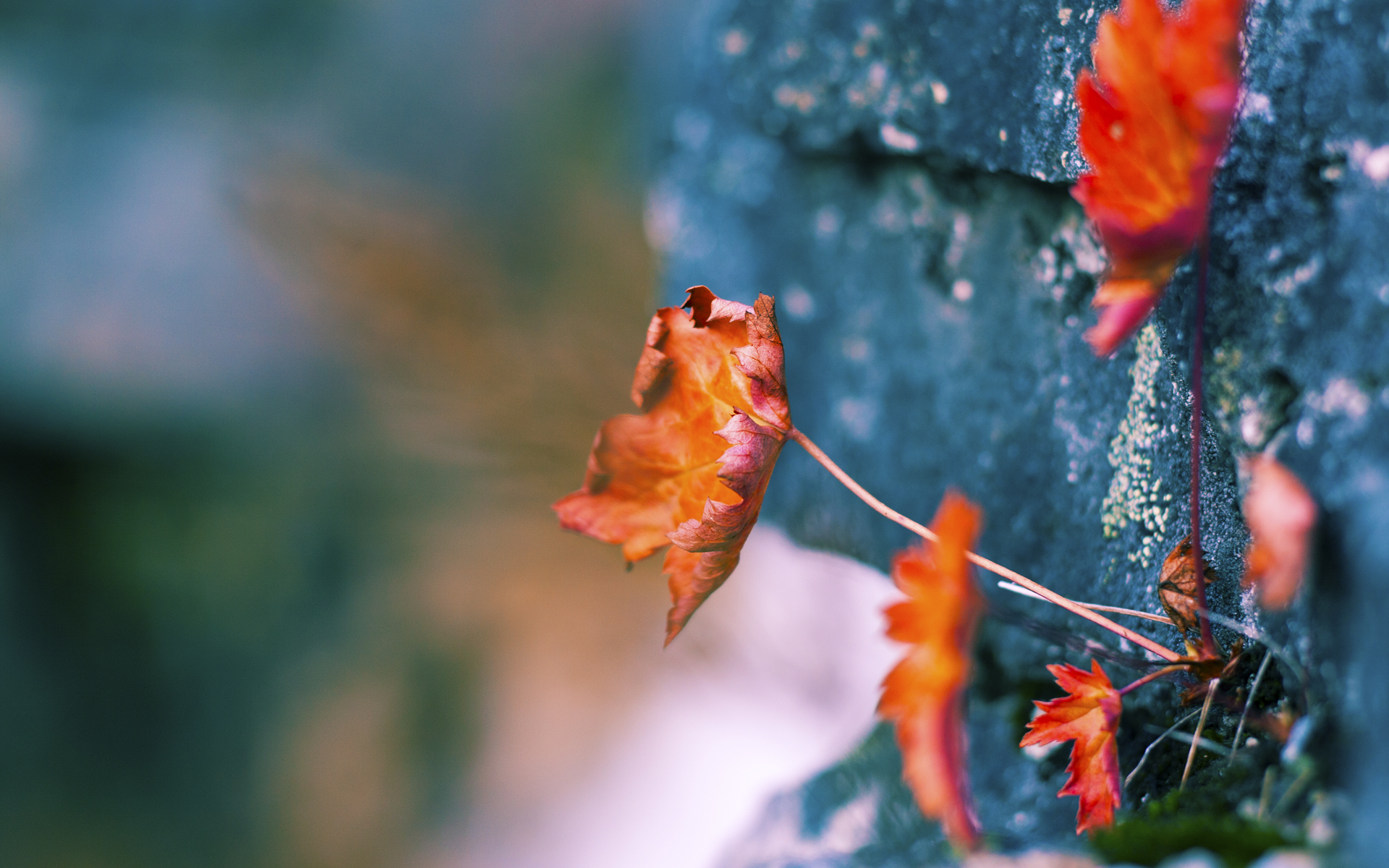 开云官网首页-法国队夺冠高手，期待成为劲旅，法国队夺冠热门