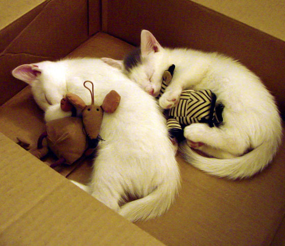 开云网页版-里尔主场胜波尔多，保持不败纪录，里尔vs