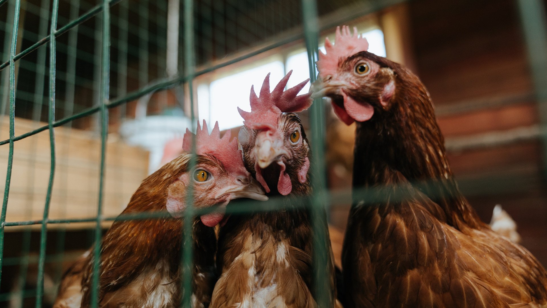 CBA赛场科技手段助力战术调整 实时数据引关注,cba技巧大赛