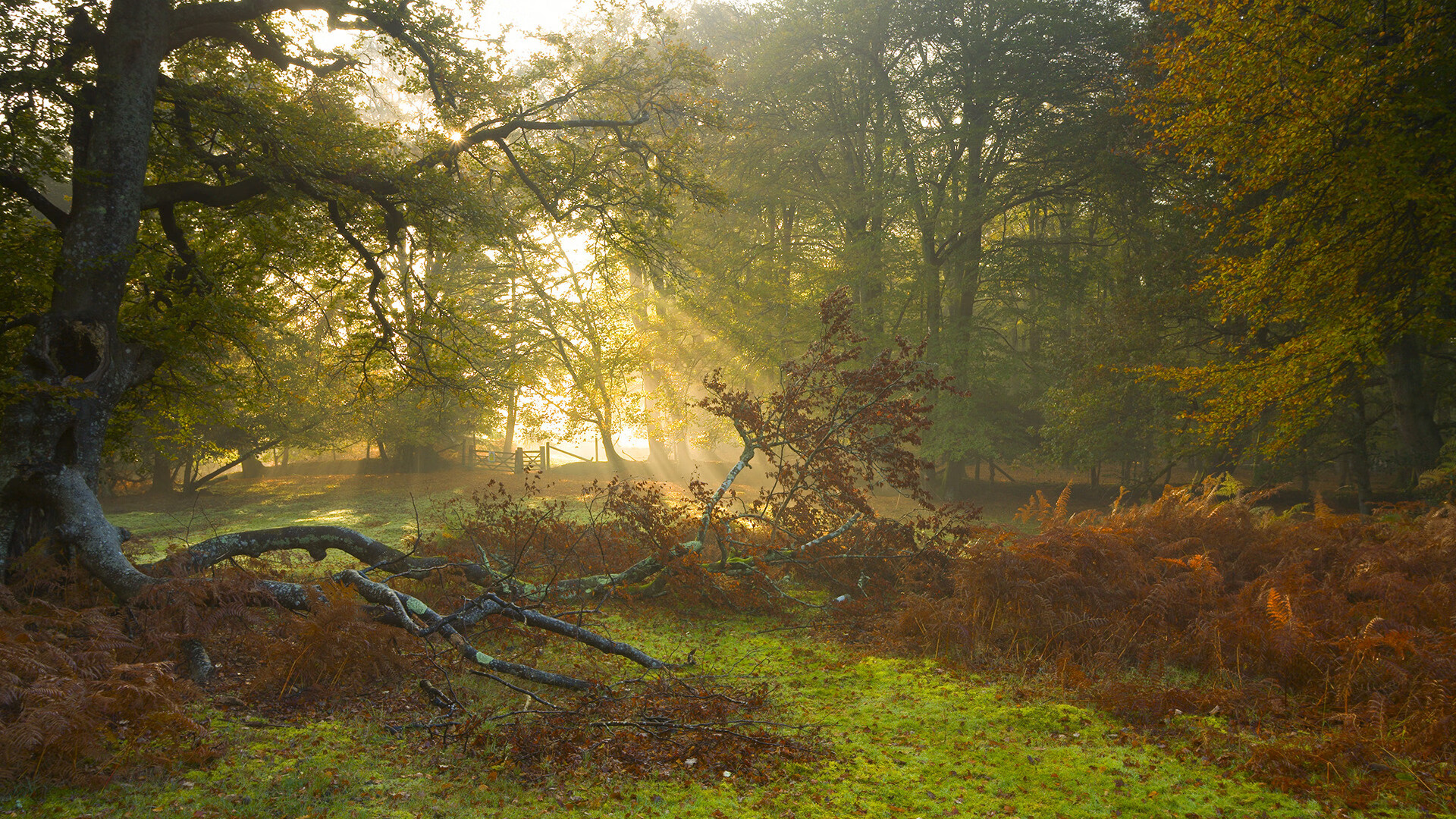 开云体育在线赛事直播-土耳其男篮在欧洲锦标赛中积极追赶，冲击奖牌