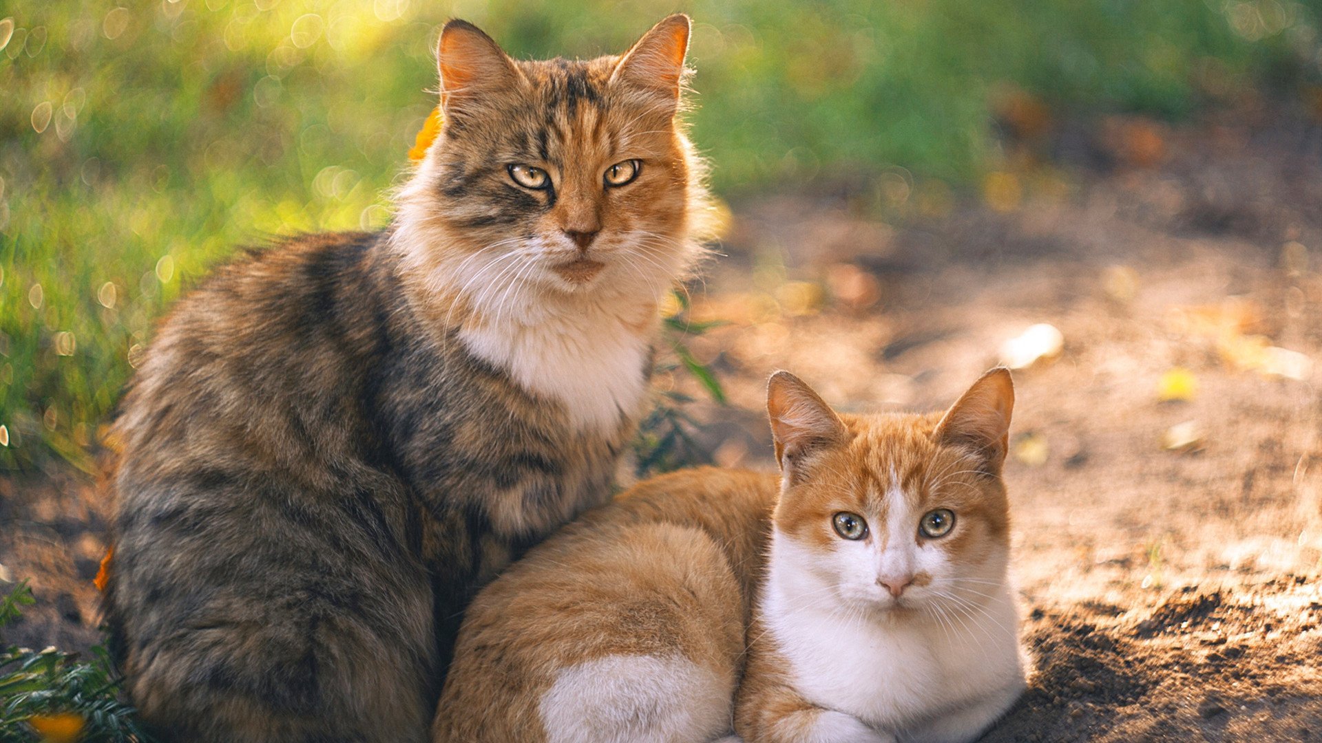 开云在线直播-球员生日公益活动走进福利院传递篮球温暖与社会责任