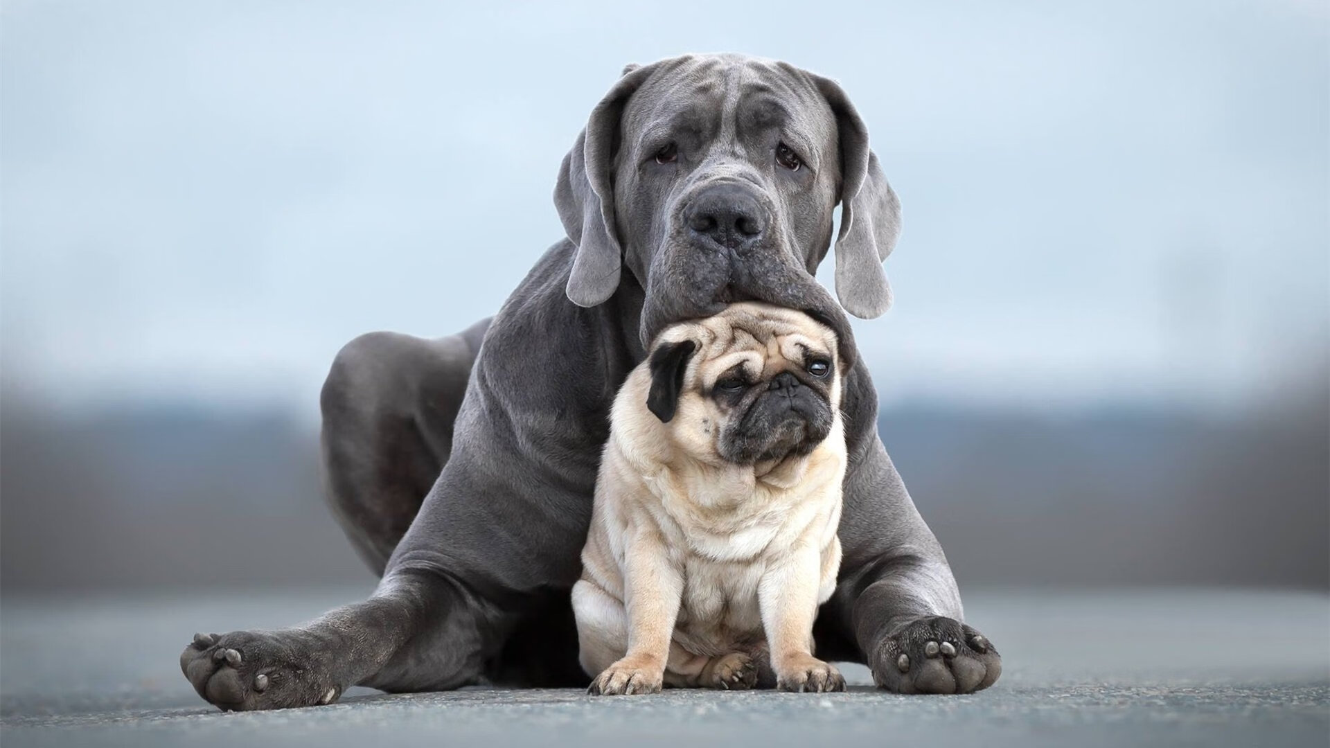 开云体育在线赛事直播-英超球队的多元化管理策略，英超球队规则